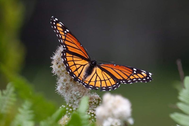 Rare Residents You Won't Find In Your Backyard Rare Residents You Won't Find In Your Backyard