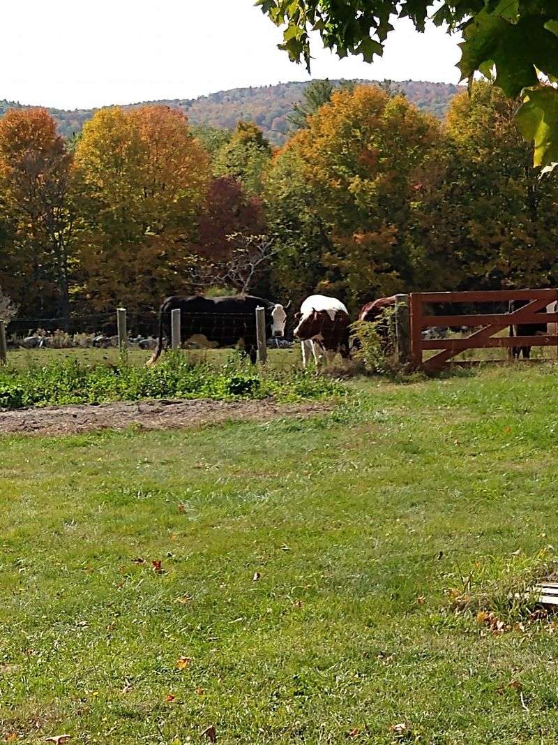 Real Cows, Real Crops, Real Farm Work Happening Now