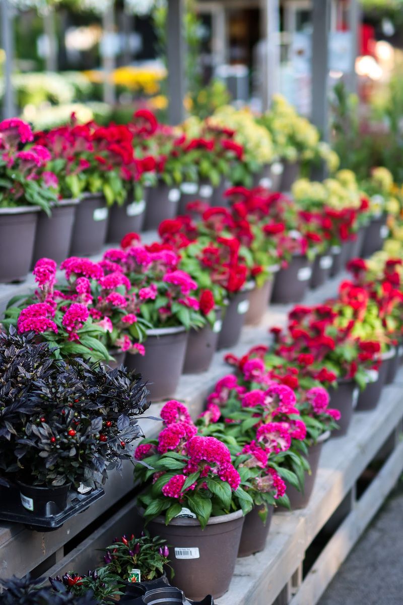 Repotting Magic Done Right on Site Repotting Magic Done Right on Site