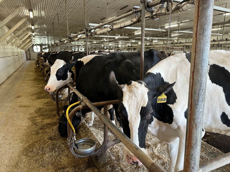 Robots in the Barn? Yes, Really