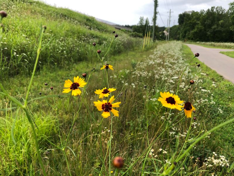 Rolling Along The Greenville Trail