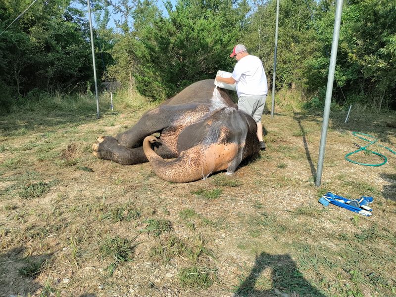Roots in a Family of Elephant Keepers