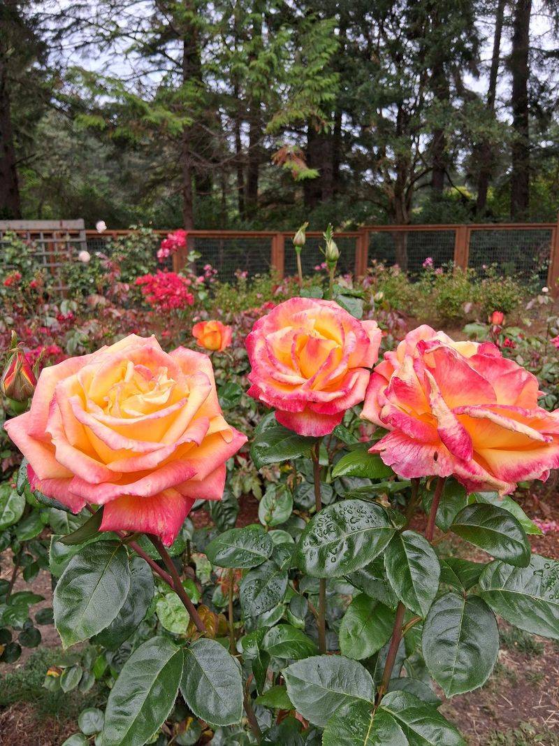 Roses, Roses, and Then More Roses