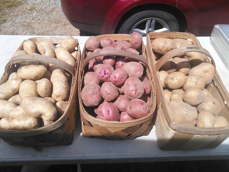 Rt 18 Farm Market, Troy, WV