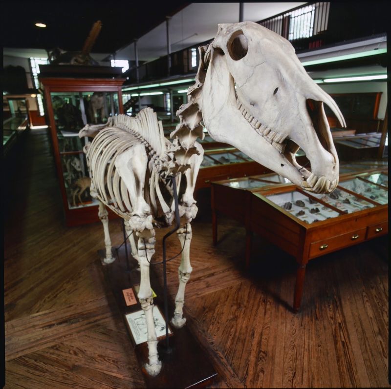 Saber-Toothed Cats and Giant Skeletons