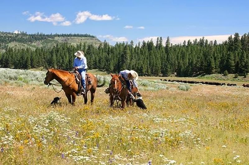 Saddle Up for the Morning Cattle Check Saddle Up for the Morning Cattle Check