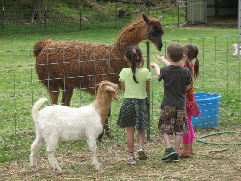 Say Hello To The Barnyard Crew Say Hello To The Barnyard Crew