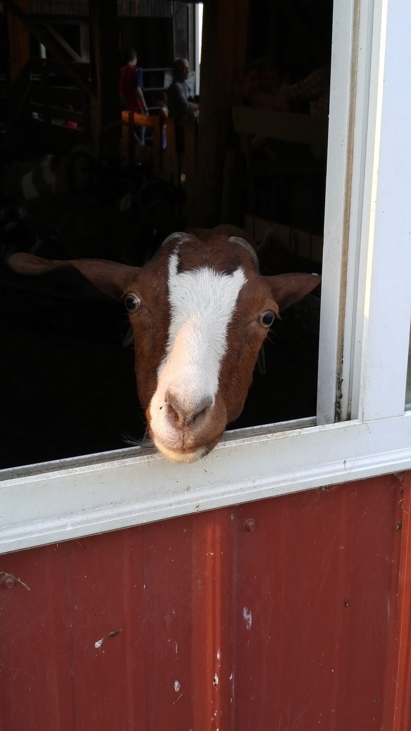 Say Hello To The Farm Animals Out Back Say Hello To The Farm Animals Out Back