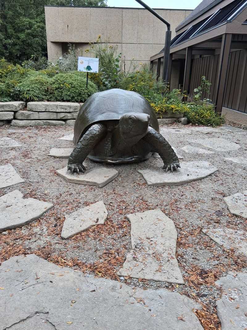 Say Hello To The Giant Box Turtle