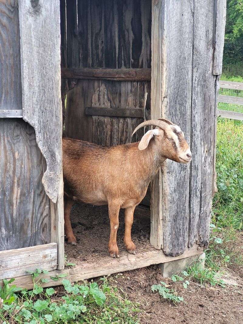 Say Hello to the Goats Before You Head Home
