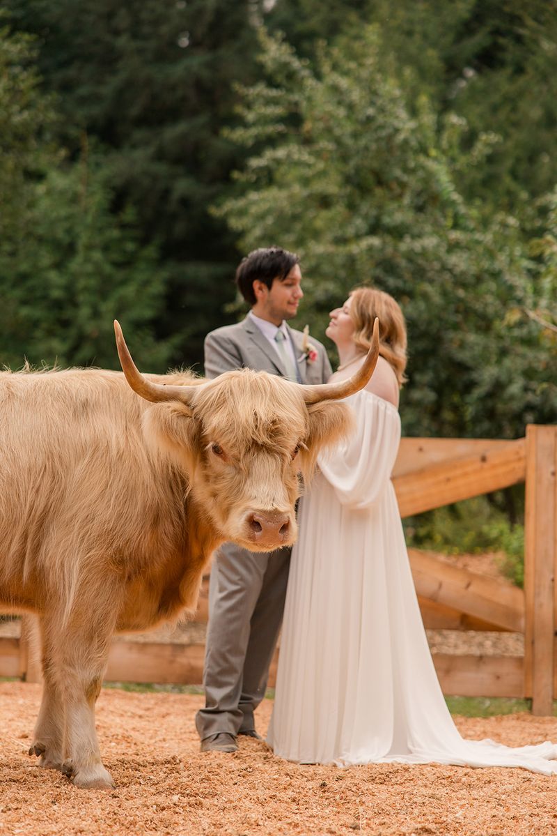 Say I Do With Highland Cows As Your Fluffiest Wedding Guests Say I Do With Highland Cows As Your Fluffiest Wedding Guests