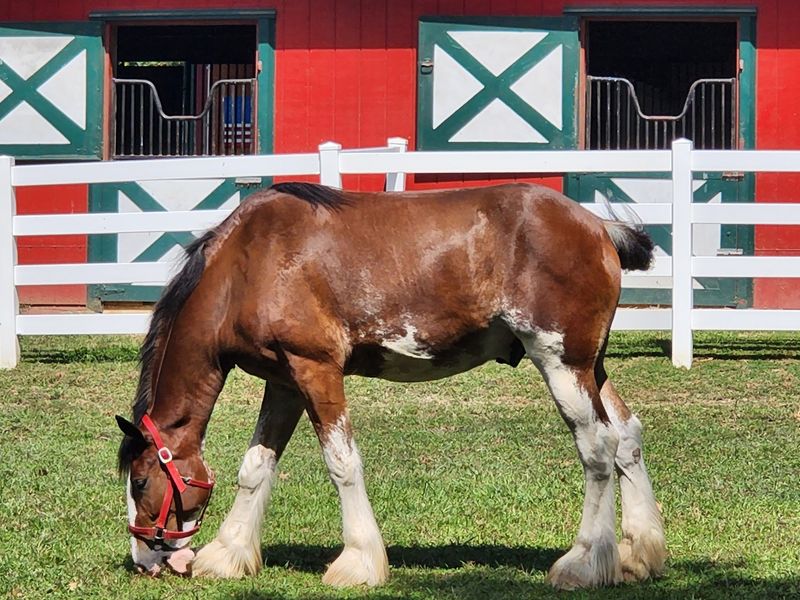 Saying Hello To The Famous Clydesdales Saying Hello To The Famous Clydesdales