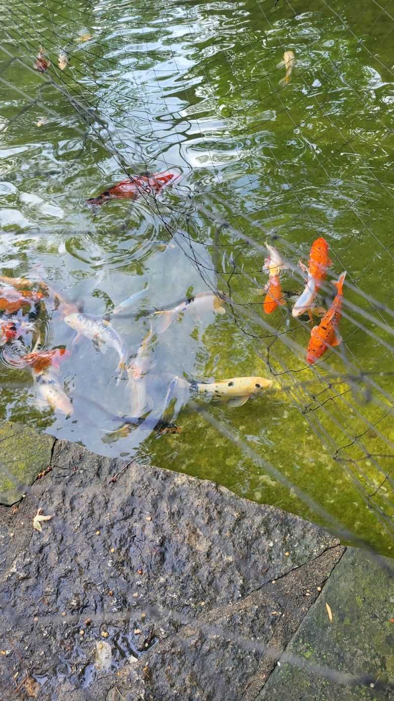 Saying Hello To The Koi