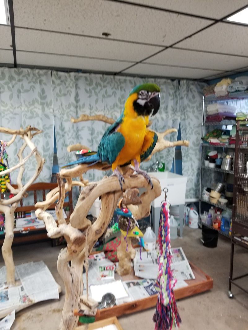 Scales, Feathers, and a Few Surprises Around Every Corner Scales, Feathers, and a Few Surprises Around Every Corner