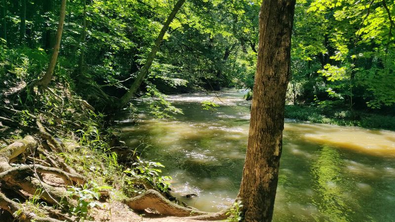 Science Gets First Dibs On This Forest