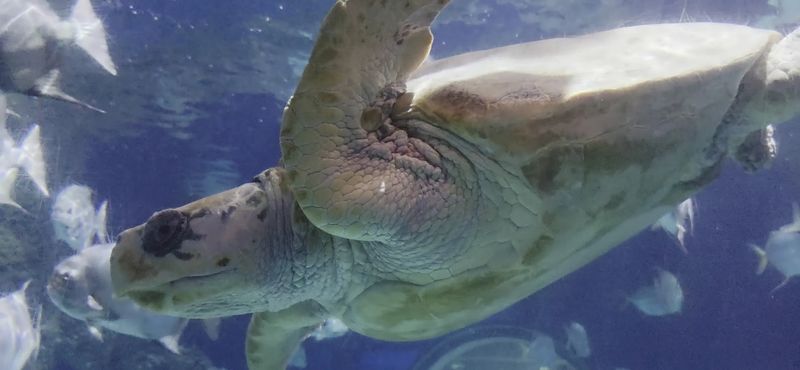 Sea Turtles Bring the Chill Vibes Sea Turtles Bring the Chill Vibes