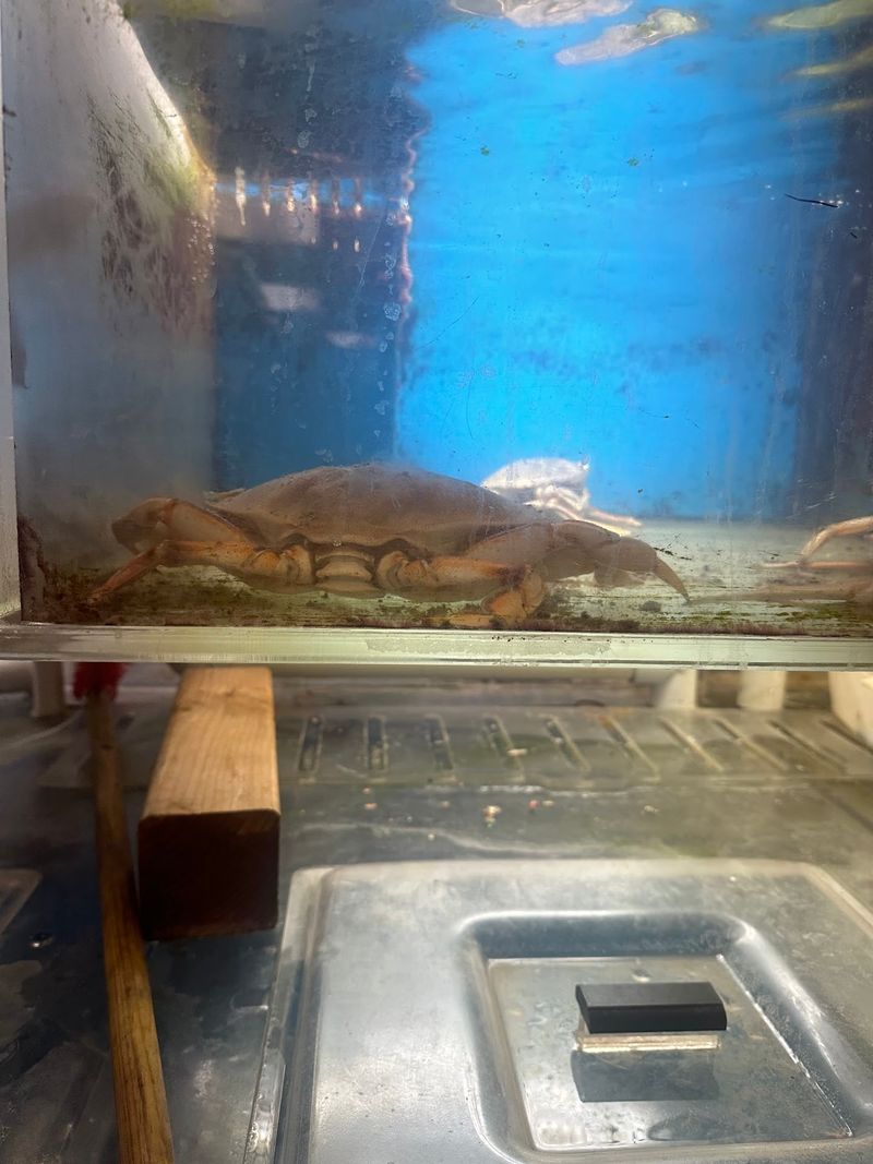 Seafood Tanks That Feel Like A Coastal Surprise
