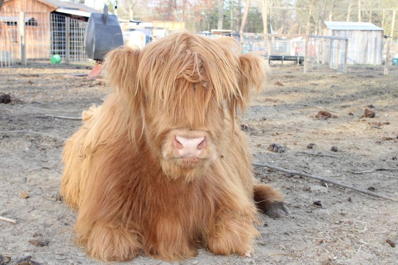 Shaggy Mini Highland Cows Steal the Show