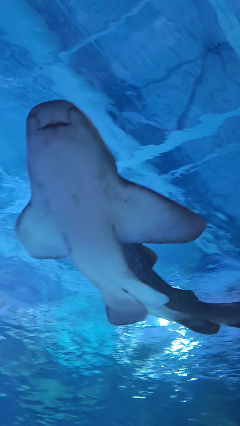 Sharks Steal the Spotlight Sharks Steal the Spotlight