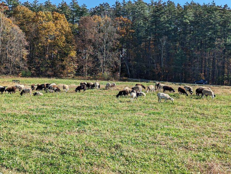 Sheep, Hogs, And A Very Busy Flock Call This Place Home