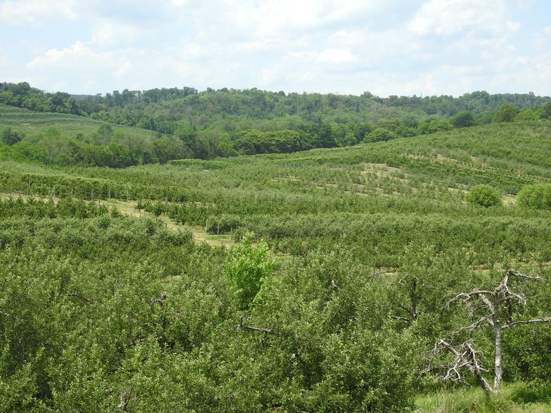 Showalter’s Orchard & Greenhouse