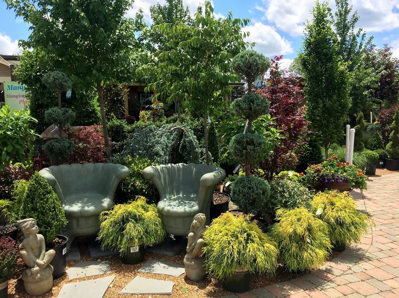 Shrubs With Berries, Blooms, And Real Character