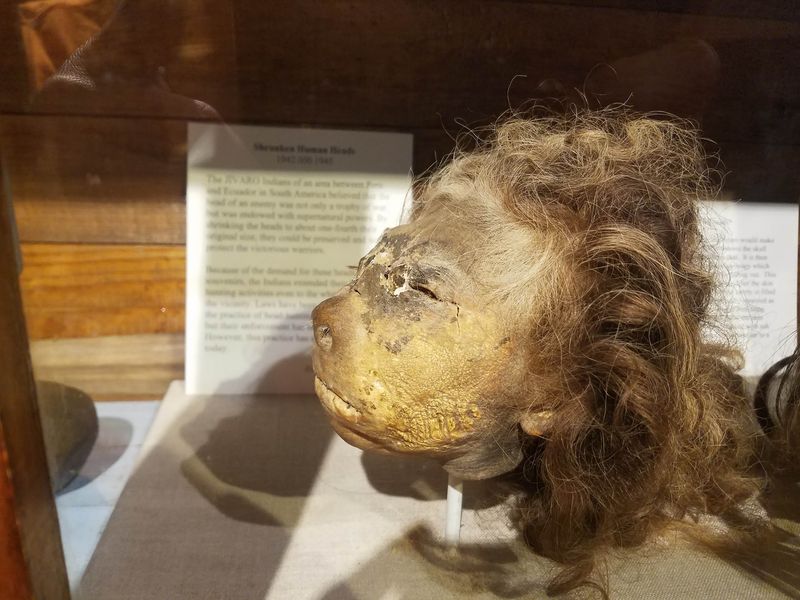 Shrunken Heads, Sawshark Bones, and Other Oddities Shrunken Heads, Sawshark Bones, and Other Oddities