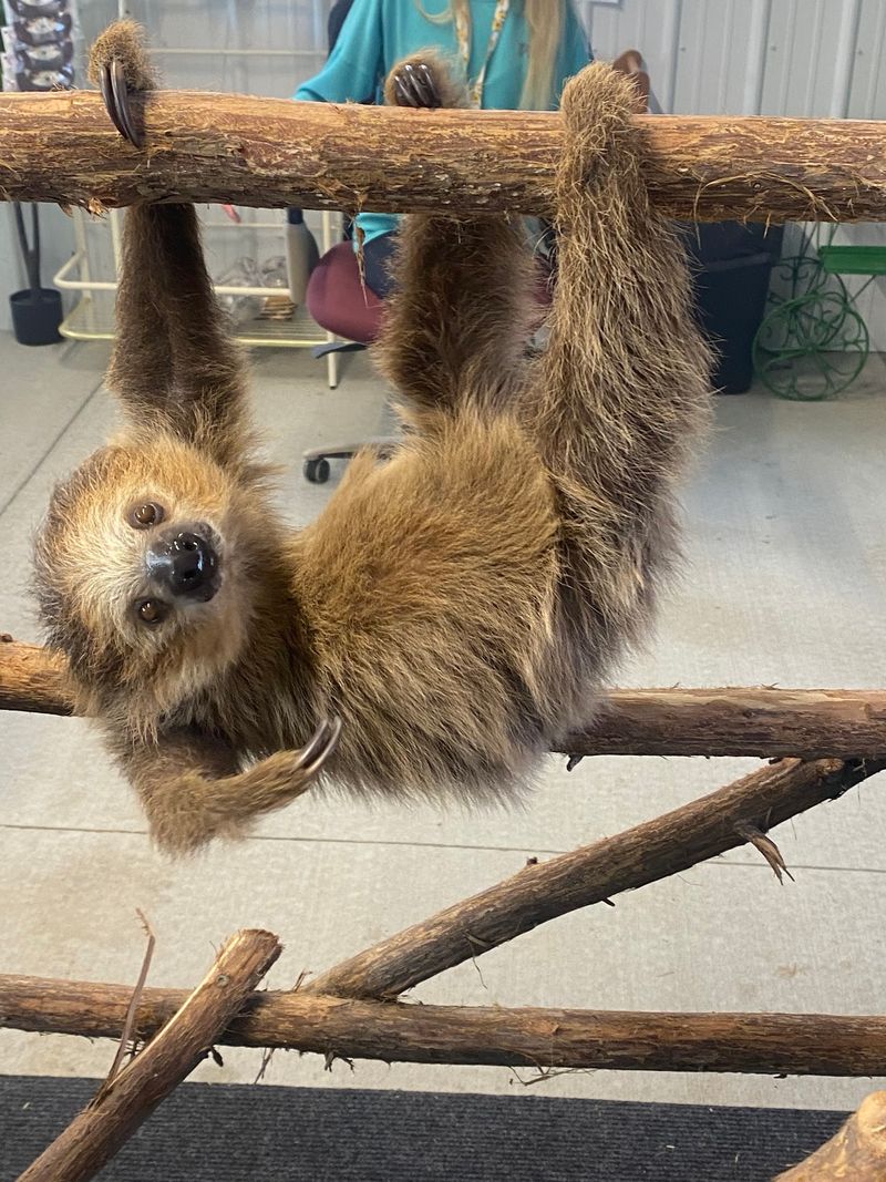 Slowing Way Down With The Sloths