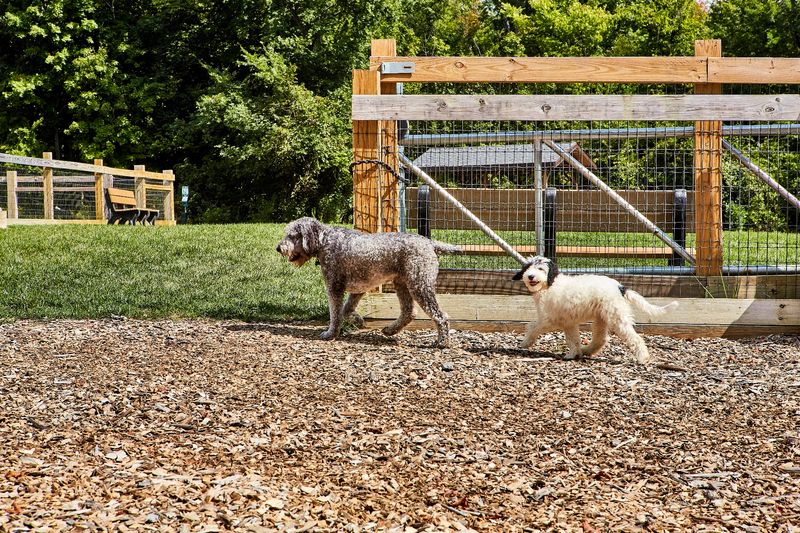 Small Dogs Finally Get A Room Of Their Own Small Dogs Finally Get A Room Of Their Own