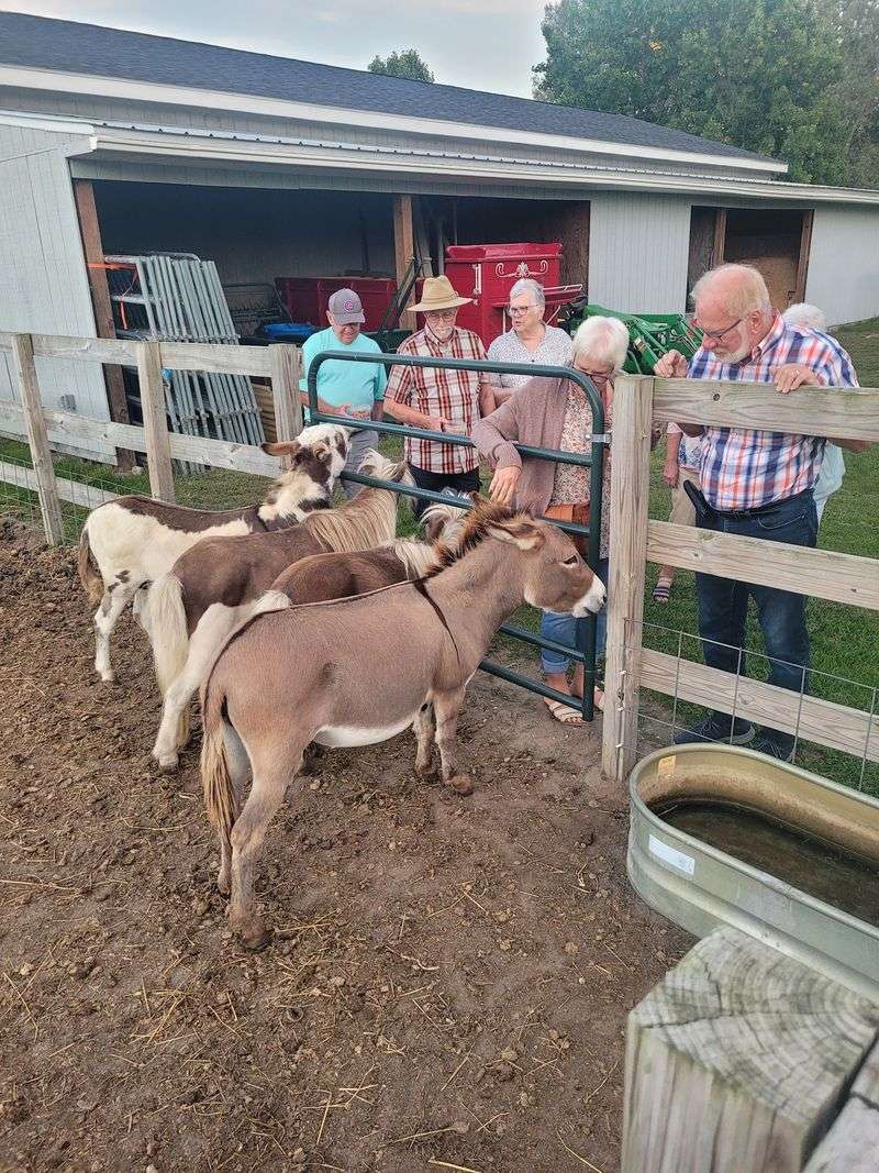 Snack Time With Goats, Donkeys, and Ponies