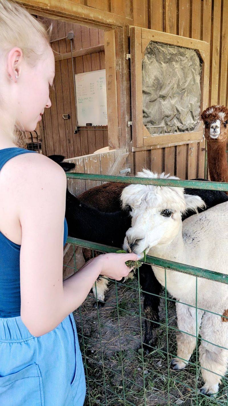 Snack Time With a Fuzzy, Curious Crowd