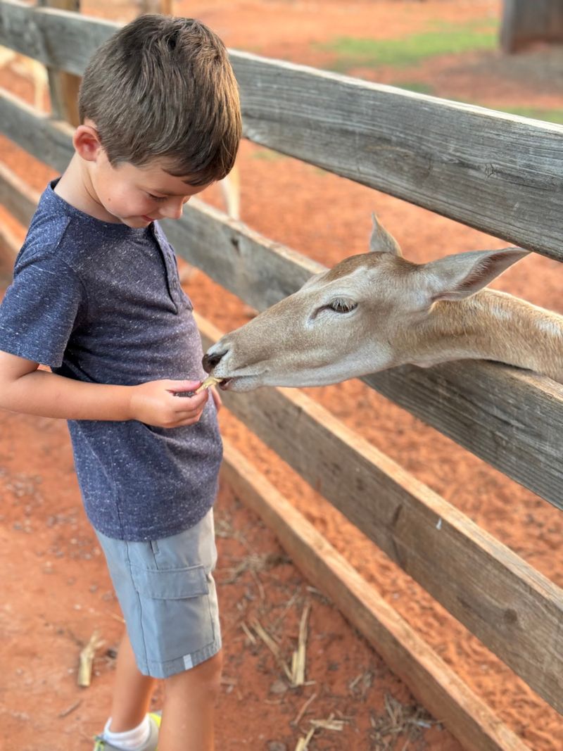 Snack Time for Kangaroos, Monkeys, Zebras, and Deer Snack Time for Kangaroos, Monkeys, Zebras, and Deer