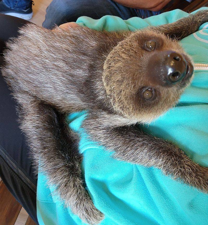 Snow On The Ground Won't Cancel Your Sloth Date Snow On The Ground Won't Cancel Your Sloth Date