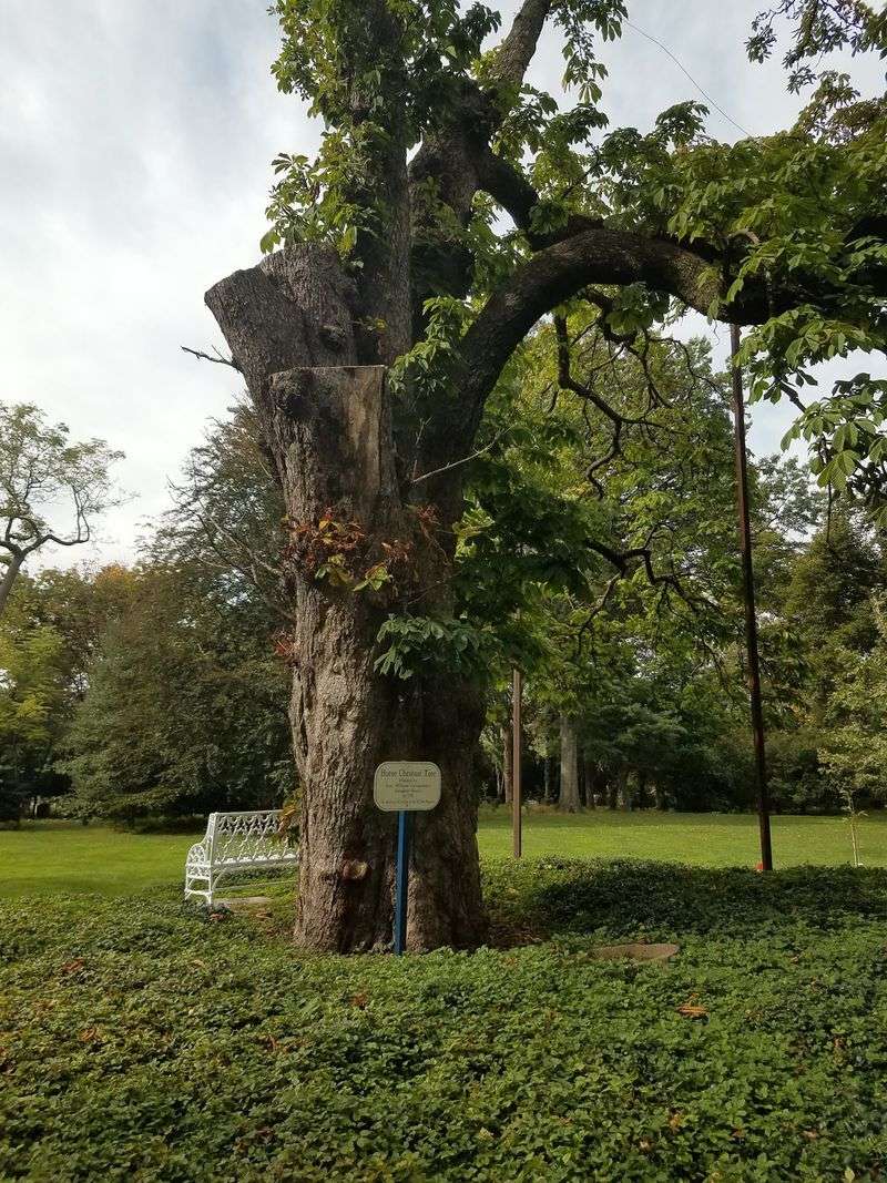 Some Of New Jersey's Oldest Trees Live Out Back
