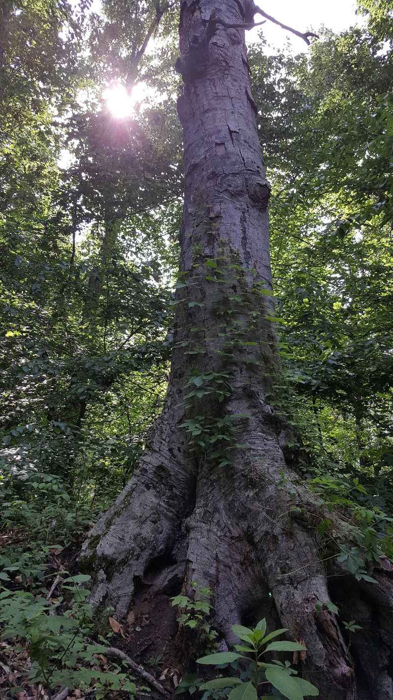 Somehow An Eastern Forest Landed In The Bootheel Somehow An Eastern Forest Landed In The Bootheel