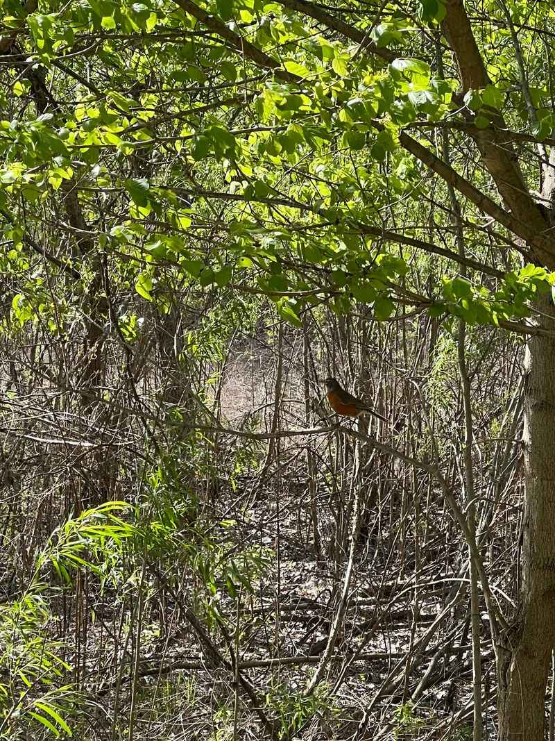 Songbirds, Woodpeckers, And Busy Bat Boxes Songbirds, Woodpeckers, And Busy Bat Boxes