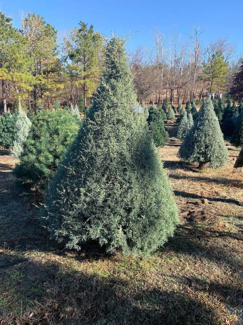 Sorghum Mill Christmas Tree