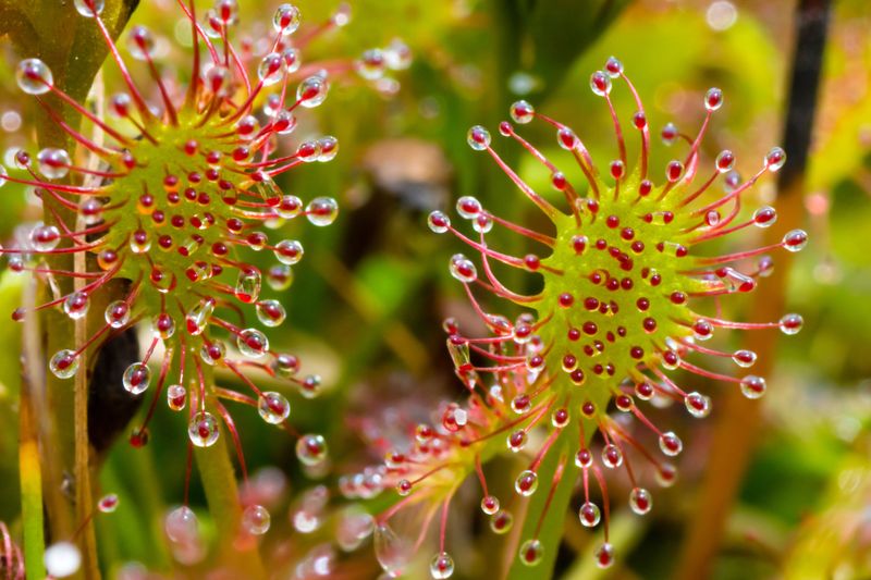 Sphagnum Bogs Where Plants Eat Bugs Sphagnum Bogs Where Plants Eat Bugs