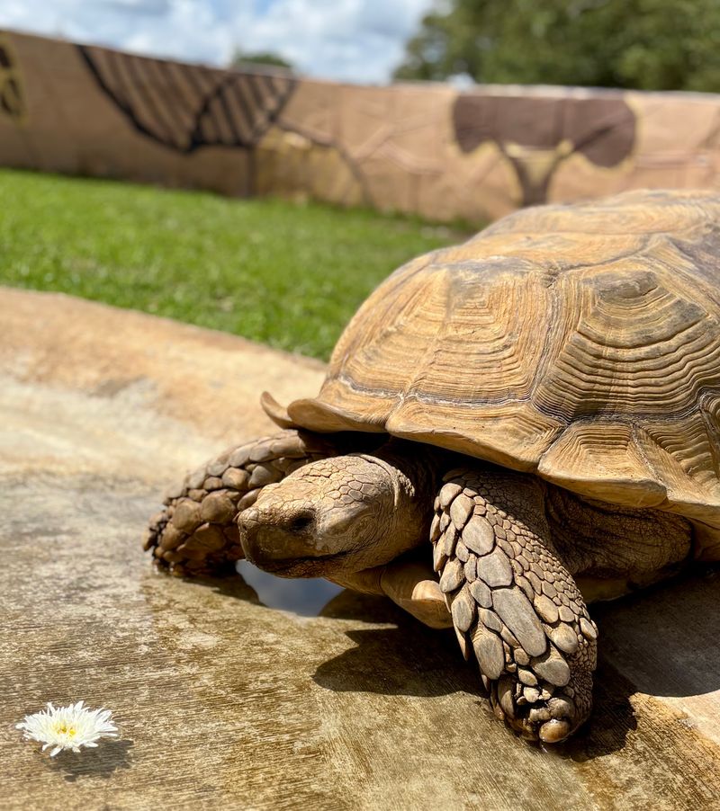 Spiky Porcupines And Patient Tortoises Steal Some Spotlight Spiky Porcupines And Patient Tortoises Steal Some Spotlight