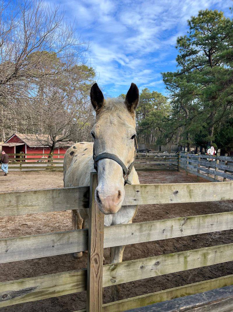 Sponsor A Resident And Join The Rescue Crew