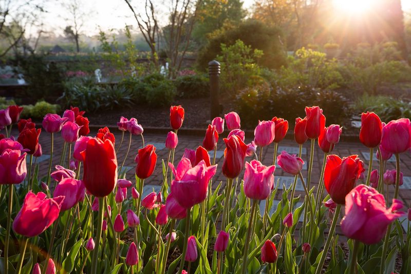Spring Bulbs Steal the Show
