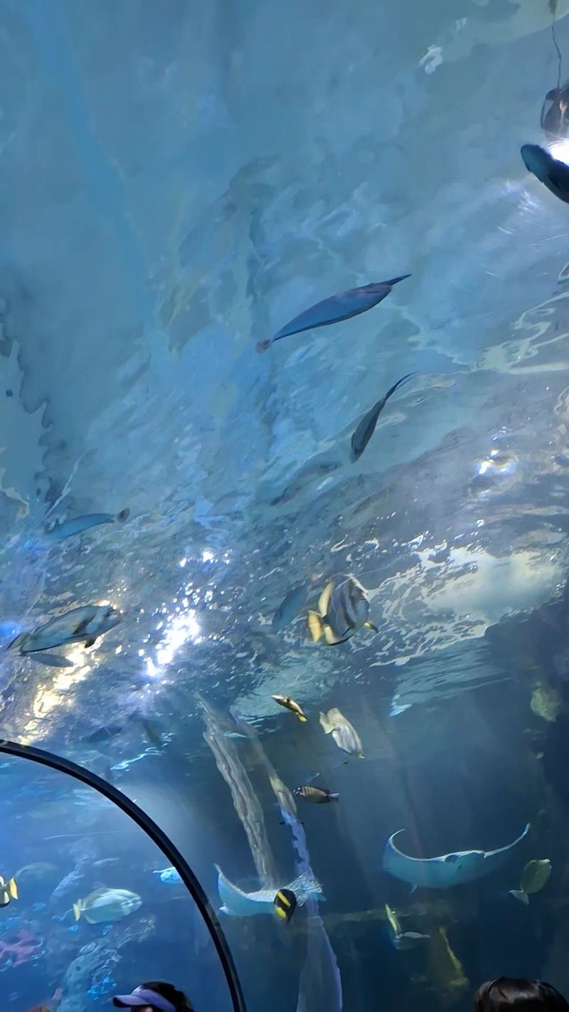 Stingrays Want a High Five Stingrays Want a High Five