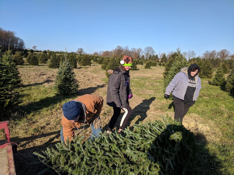 Storeyland Christmas Tree Farm