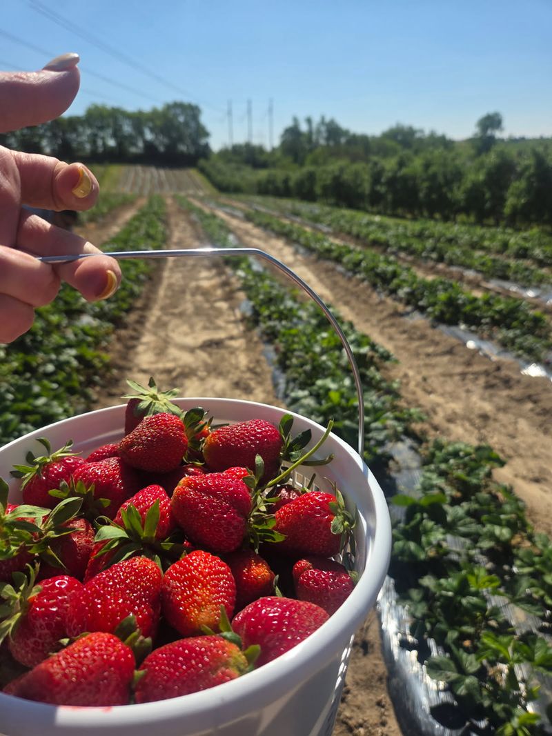 Strawberries Kick Off A Fruit Parade That Lasts All Year Strawberries Kick Off A Fruit Parade That Lasts All Year