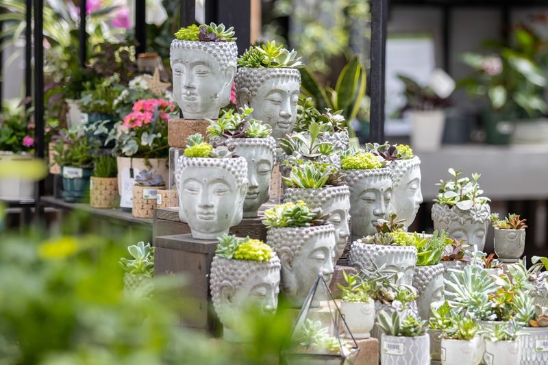 Succulents and Carnivores Steal the Spotlight Succulents and Carnivores Steal the Spotlight