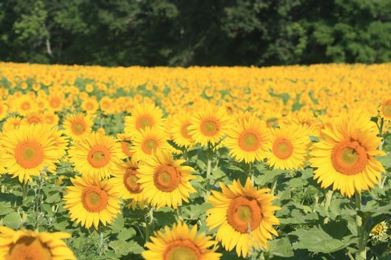 Summer Brings Five Acres Of Sunflowers Taller Than You