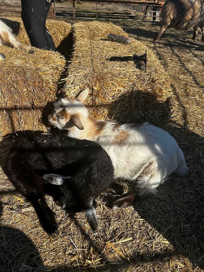 Summer Camps and Homeschool Days Summer Camps and Homeschool Days