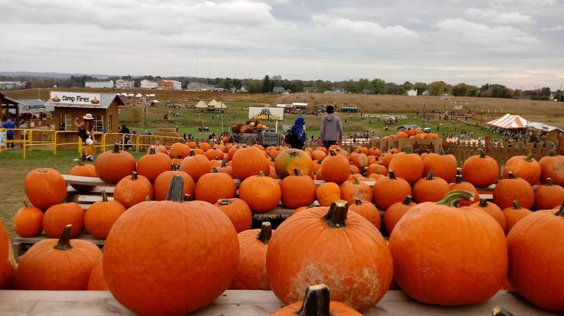 Summers Farm