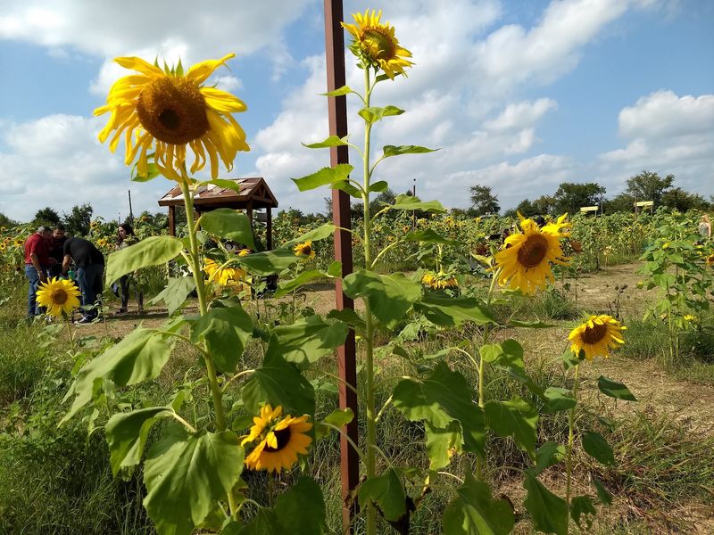 Sunflowers You Can Actually Take Home