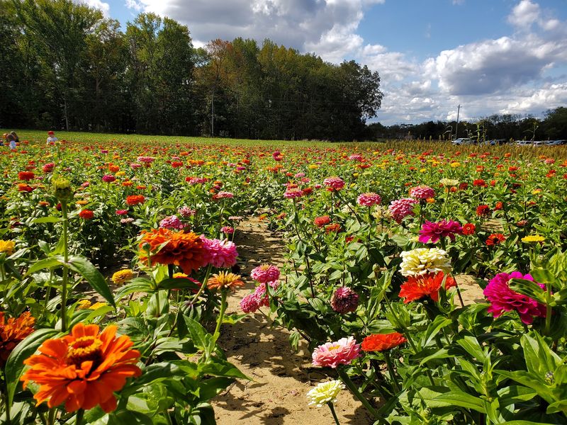 Sunflowers, Zinnias, and Snipping Season